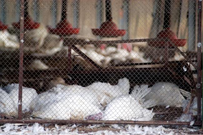 Penyebab Dan Cara Mengatasi Flu Burung Yang Terjadi Pada Unggas Kalian